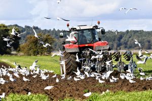 Danmarks CO2-udslip skal ned, og det har fået klimaministeren til at se mod landbruget. En førende forsker afviser dog, at der er billige reduktioner at hente, mens landbruget appellerer til at lade videnskaben styre udviklingen.