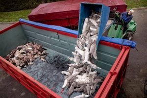 En lang række virksomheder i følgeindustrien omkring minkbranchen vælter nu. Virksomhederne er afhængige af det store danske hjemmemarked, som nu lukker. Eksportmarkederne oversvømmes af brugt, dansk udstyr fra lukkede farme.