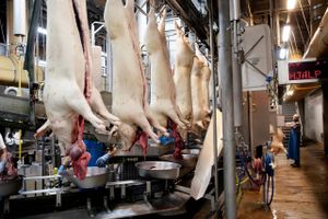 Rasende leverandører af grise til Tican vil nu trække slagteriselskabet i retten. Landmændene mener, de er blevet snydt for næsten 100 mio. kr.