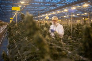 Gennem flere år er pengene fosset ud af den danske cannabisindustri, men nu har sektoren endelig fået gang i en lukrativ eksport til Tyskland. 