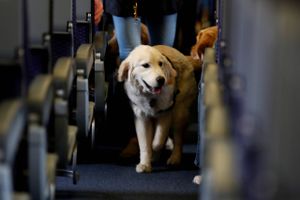 Det amerikanske flyselskab, United Airlines, beklager, at en hund blev tvunget ind i kabinens bagageboks med døden til følge.