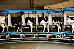 Arla har netop varslet det største enkeltstående fald i mælkeafregningen til landmændene siden januar 2009. Dermed styrtdykker mælkeprisen fra de rekordhøje niveauer, der blev nået i 2022.