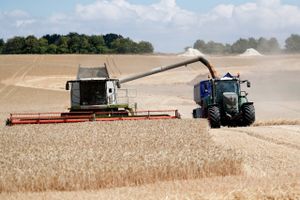 Prisen på landbrugsråvarer fortsætter med at falde på de globale råvarebørser, viser nye opgørelser fra FAO. Samlet set er priserne faldet knap 14 pct. fra toppen i marts.