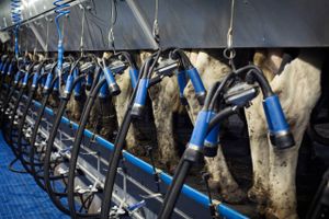 I mange år har mælkeproducenterne været afskåret fra at vokse pga. EU's system med mælkekvoter. Det blev afskaffet 1. april i år og siden har især de danske landmænd givet den fuld gas. 