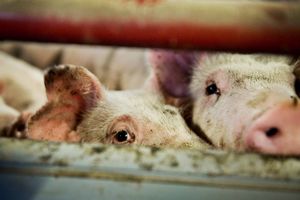 På få måneder har voldsomme udbrud af svinepest udraderet en fjerdedel af verdens svinebestand. Udbruddet i Kina er fortsat ikke under kontrol, og landets svinebestand ventes at falde yderligere i 2020.