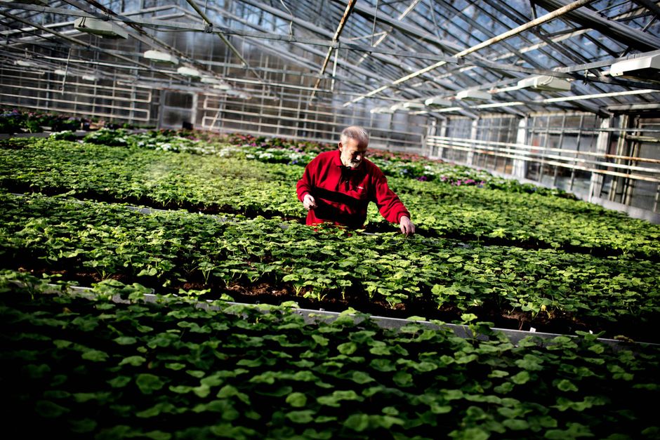 Omkring 10 af landets store gartnerier med i alt cirka 1.000 medarbejdere er ifølge erhvervsorganisationen Danske Gartnerier hårdt ramt af høje energiafgifter, og de har endnu ikke set megen til den hjælp, som de blev lovet allerede i 2013 med regeringens første vækstpakke.