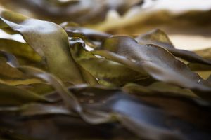 De videnskabelige besyngelser af tangs kvaliteter kan booste markedsføringen af de brune havplanter.