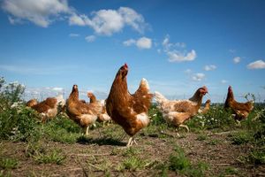 Krisen i økologisk ægbranche er meget, meget stor, lyder det fra formand for Æg- og Fjerkræudvalget.