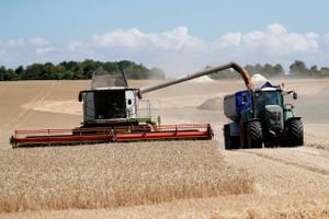 Prisen på hvede er nu faldet til det laveste niveau i mere end et år. Store mængder af billigt korn strømmer ud på markedet fra især Ukraine, Rusland og Australien. 