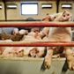 Agroeast havde i 2019 et udbrud af afrikansk svinepest i selskabets svinebestand i Rusland.