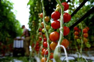 Ifølge dagligvarekoncernerne skyldes manglen på grøntsager dårligt vejr i Sydeuropa og Nordafrika.