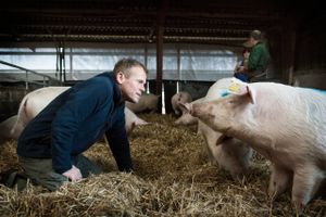 Danish Crown mister sin største økologiske svineproducent, som i stedet indgår partnerskab med Coop Danmark. 