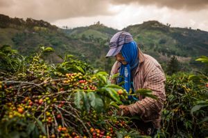 En kaffebonde i Colombia, hvor Nescafé bl.a. investerer i bæredygtig kaffeproduktion.