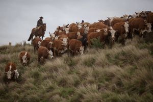 Europæiske landmænd frygter konkurrencen fra store kvægnationer som Argentina og Brasilien, når handelsaftalen med Mercosur træder i kraft. Foto: AP/Eraldo Peres