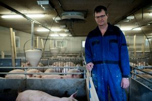 Udbruddet af svinepest i Tyskland kan få Danish Crown til at indføre et helt nyt afregningssystem med A- og B-kvoter på grise. Målet er at beskytte selskabets nuværende ejere.