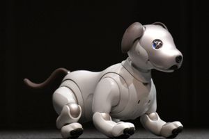 Sony håber på, at sælge lige så mange af den genoplivede elektroniske AIBO-hund som af den gamle. Foto: The Yomiuri Shimbun via AP Images.
