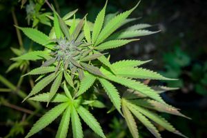 Cannabis sativa, indica, marihuana, hemp, ganja, plant. Foto: AP/Libor Sojka