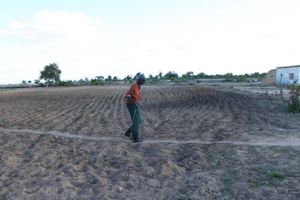 Zimbabwe er ramt af den værste tørke i 25 år, og derfor må staten importere store mængder majs fra Zambia. Arkivfoto: Tsvangirayi Mukwazhi/AP