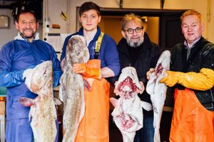 De kæmpestore banketorsk er netop blevet landet og er klar til at blive kørt til Restaurant Barbara i Thorshavn. Foto: Beinta á Torkilsheyggi