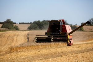 Panikken har for alvor fået fat i sælgerne på råvarebørserne, hvor prisen på hvede, raps og andre landbrugsvarer nu falder hastigt. Priserne drives nedad af vigende efterspørgsel, store lagre, lovende høstudsigter og forlængelsen af eksportaftalen mellem Rusland og Ukraine. 