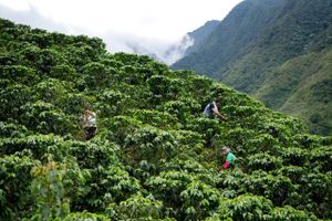 Brasilien er som verdens største kaffeproducent ansvarlig for omkring en tredjedel af hele verdens kaffeproduktion. Foto: Jesper Bo Bendtsen