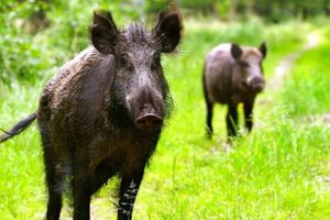 En gruppe af polske erhvervsforeninger bestrider, at Polens landbrugsminister vil lempe veterinærreglerne for afrikansk svinepest for baggårdsbedrifter.