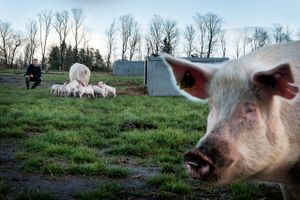 Butikskæder kæmper om at tilbyde svinekød som er påklistret nye dyrevelfærdsmærker. Foto: Rune Aarestrup Pedersen.