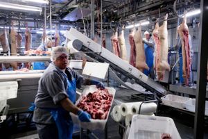 Danish Crown afskaffer nu det kvotesystem, som de seneste måneder har dæmmet op for tilførslerne af grise. Slagterikoncernen har ansat 500 nye medarbejdere og er klar til at øge produktionen. 