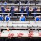 Danske slagteriarbejdere mister jobbet, fordi det er en bedre forretning for landmændene at eksportere grisene levende til Tyskland.