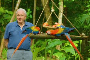 95 år lørdag: Sir David Attenborough har i 70 år bragt dyreriget og klodens natur ind i vores stuer gennem spektakulære naturprogrammer, men i en alder af 95 år frygter manden med den ikoniske fortællestemme for livet på den planet, han i årevis har berettet om.