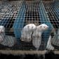 Veterinærmyndighederne går nu i gang med at aflive 1 mio. mink på coronasmittede farme. Foto: Finn Frandsen