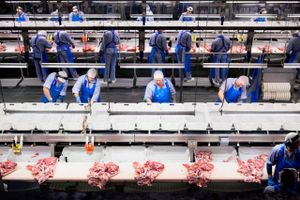 Danish Crown bygger en baconfabrik til over 800 mio. kr. i Storbritannien. Fabrikken skal årligt forarbejde og pakke 45 mio. kilo bacon til de britiske forbrugere. 