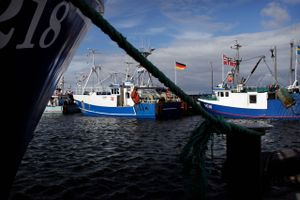 Fiskere i Gilleleje er vrede over at Greenpeace har opsat sattelitsendere på deres skibe der har afsløret at de har opholdt sig farvand hvor torsken er beskyttet. Foto: Niels Hougaard