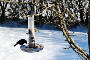 Vintersol og fuglefodring i en have i Hasselager. Arkivfoto: Ole Lind