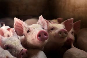 En række danskejede landbrugsselskaber er truet af krigen mellem Rusland og Ukraine. På flere farme hober grisene sig op, fordi slagterierne er lukket, og i baggrunden ulmer frygten for en nationalisering af aktiverne.