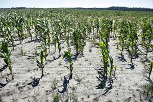 Kornhøsten er ødelagt af tørken, og nu ser det ud til, at majsen lider samme skæbne. Det er en katastrofe for mælkeproducenterne, der også har mistet mere end halvdelen af græshøsten.