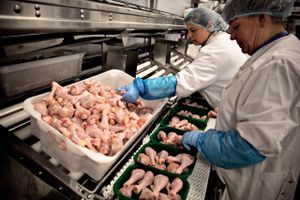 Danpo er kendt for kyllingeproduktion, men den stigende efterspørgsel på plantebaseret mad får nu virksomheden til at lancere nuggets uden kylling.