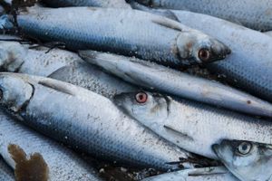 Statsrevisorerne udtaler deres skarpeste kritik af Miljø- og Fødevareministeriets håndtering af kvotekoncentrationen i dansk fiskeri gennem en lang årrække.