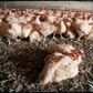 Mange bornholmere er blevet ramt af en campylobacter-infektion, som man oftest får gennem maden. Ifølge Statens Serum Institut er fjerkræ og kyllinger den vigtigste smittekilde til infektioner. Arkivfoto: Claus Bonnerup