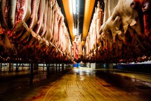 Efter mange år med vigende produktion er der nu udsigt til masser af vækst hos sværvægteren i den danske slagteribranche. Landmændene står i kø for at levere flere grise.