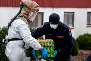 Fjerkræbranchen eksporterede i 2019 fjerkrækød for knap 3,3 mia. kr. Fugleinfluenza ved Randers lukker alle eksportmarkeder uden for EU i foreløbig tre måneder.